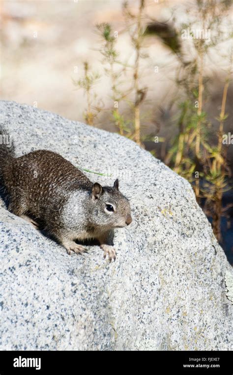 Yosemite California Usa Western Grey Squirrel Sciurus Griseus On