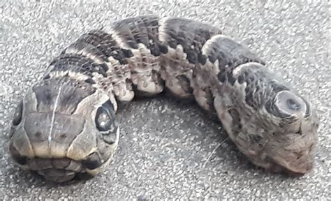 Bizarre Two Headed Snake That Baffled The Internet Identified Cbs News