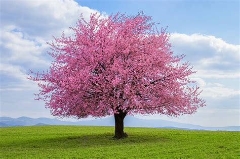 Lit Cherry Blossom Tree Offer Discounts Save 62 Jlcatjgobmx