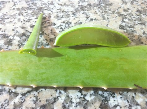 So erntest du aloe vera richtig zur weiterverarbeitung! WORKSHOP: Verarbeitung Aloe Vera Blatt - www.AloeCanaria.com