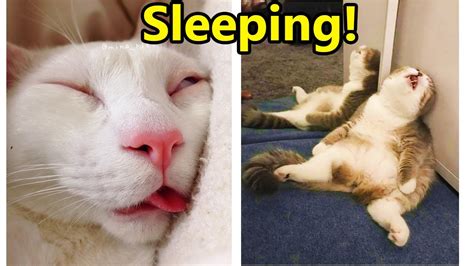 Cats Funny Sleeping Hey Cat Wake Up Youtube