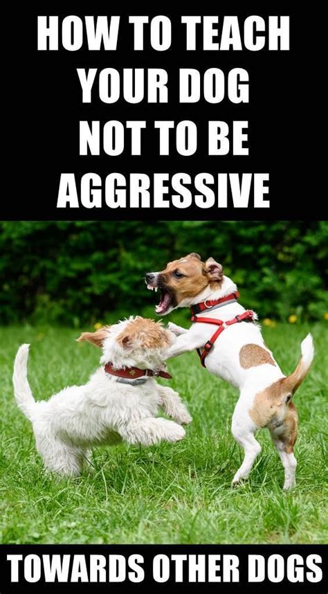 How To Stop Dog Aggression Aggressive Dog Best Dog Training Dog