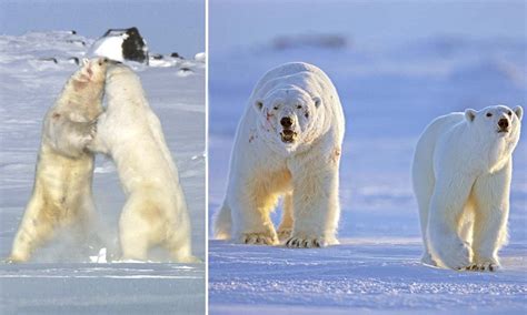 How Polar Bears Mate Ferocious Bloody Battles And Courtship Rituals