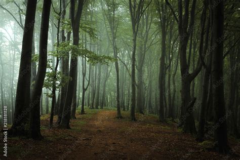 Dreamy Foggy Dark Forest Trail In Moody Forest Alone And Creepy