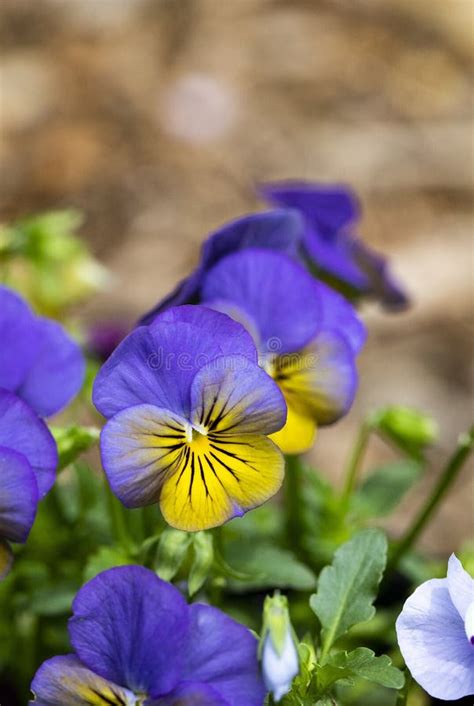 Purple And Yellow Pansies Stock Photo Image Of Closeup 145140916