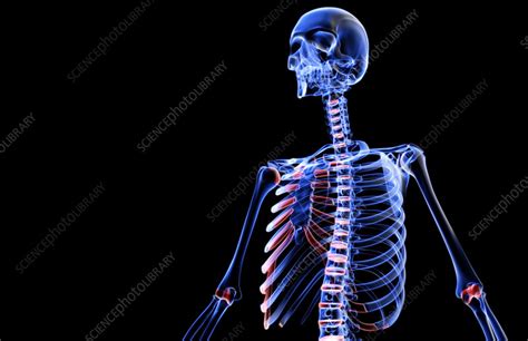 The Bones Of The Upper Body Stock Image F0016048 Science Photo