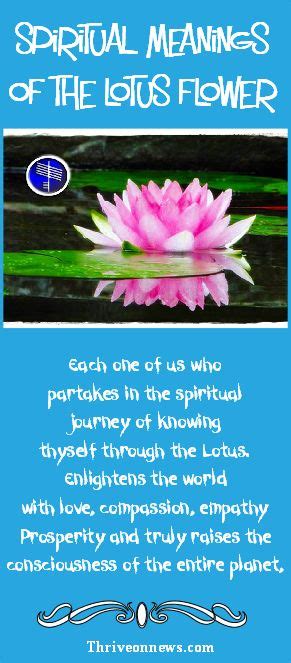 Lotus Flower Symbolic Meaning Easy Flowers