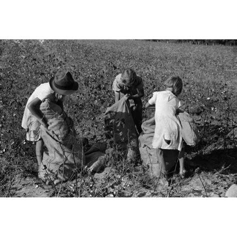 Child Labor Cotton 1939 Nthree Young Girls Picking Cotton In