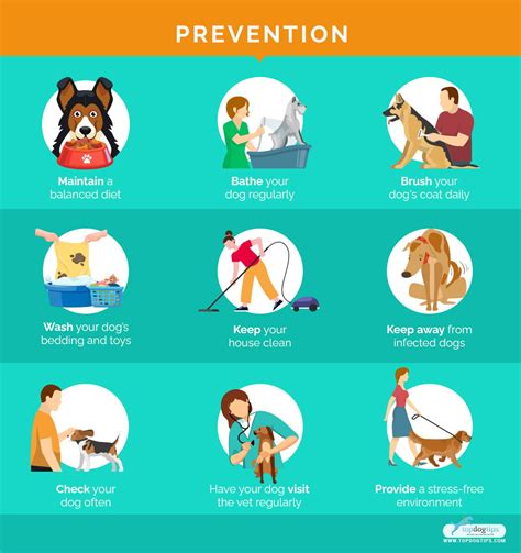 9 Common Skin Problems In Dogs How To Prevent And Treat Them We Are