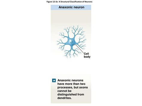 Anaxonic Neuron Slide