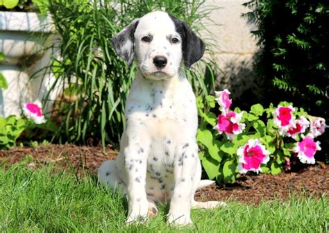 There are adoption subsidies to assist in adopting ohio's waiting children with special needs, and many children are eligible for federal or more than 2,600 children in ohio are waiting to be adopted. Dalmatian Puppies For Sale | Puppy Adoption | Keystone Puppies