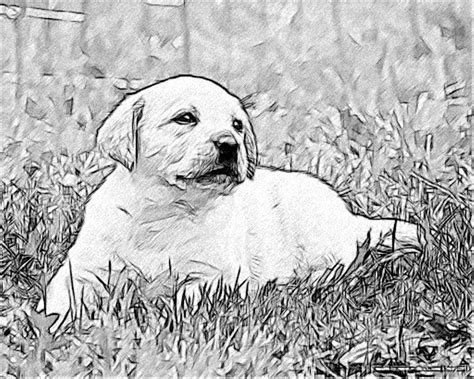 This drawing method is great for sketchbooks and drawing from life. Line Drawing Pencil and Charcoal Art Galleries: Labrador ...