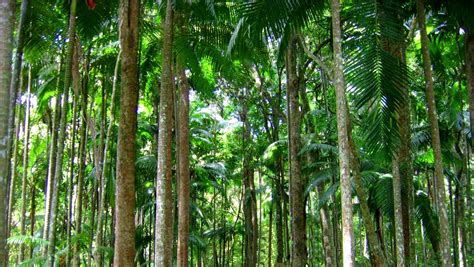 Tropical Rainforest Trees Tree Trunks Tropical Rainforest 2105316