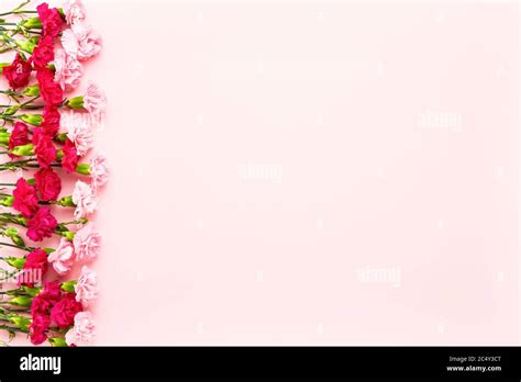 Pink Carnation Flowers Border On Pink Background Mothers Day