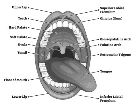 Anatomy Of Mouth And Throat