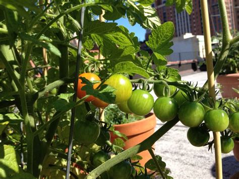Näytä lisää sivusta souplantation/sweet tomatoes facebookissa. Sweet million tomatoes getting ready. | Vegetables, Herb ...