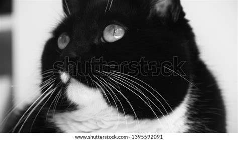 Very Cute Black White Tuxedo Cat Stock Photo 1395592091 Shutterstock