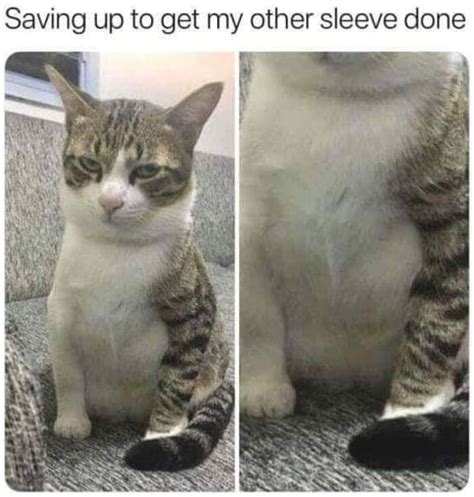Random Cat Memes That May Provide Perfect Distraction We All Need Right