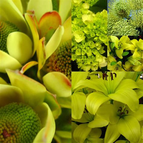 A More Complex Layout With My Yellow Green Flower Photos Green