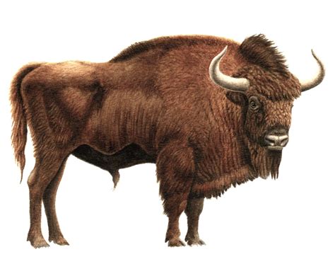 About 160000 Years Ago Prehistoric Steppe Bison Bison Priscus