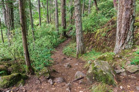 Hiking Path Or Trail In Forrest Surrounded By Green Bushes And Trees On