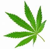 What Is Marijuana Images