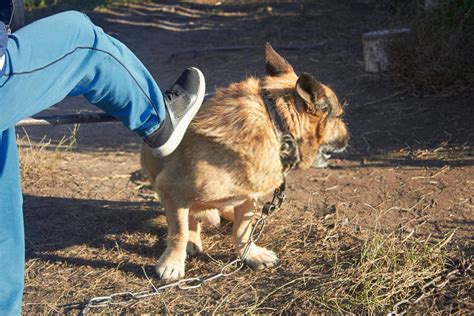 Mais recentes melhores vídeos por pontuação. Best Way to Punish a Dog- Canine Discipline Guide