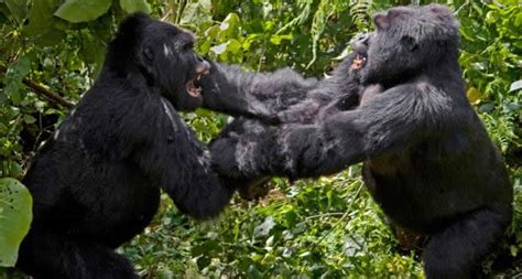 Why Do Gorillas Fight Why Do Silverbacks Fight Gorilla Trekking Tours