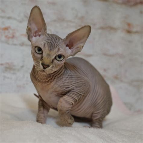 It could be because they rely on humans to keep warm; Sphynx Kittens for Sale Spring Hill, Florida, Devon Rex ...