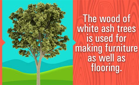 Information About White Ash Trees Gardenerdy
