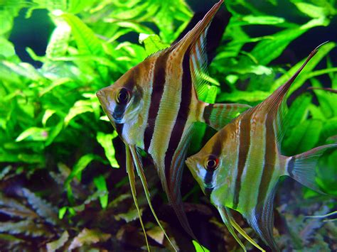 Angelfish Pterophyllum Scalare Tetra Advanced Fishkeeper Blog