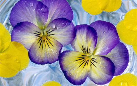 Check spelling or type a new query. Purple yellow flowers wallpaper | 1920x1200 | #31518