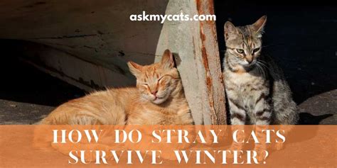 How Do Stray Cats Survive Winter Explained