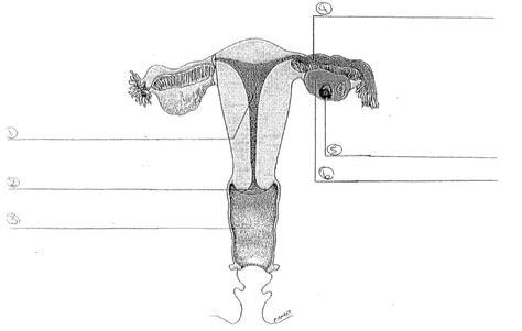 Ch 22 Unit 10 The Female Reproductive System Diagram Diagram Quizlet