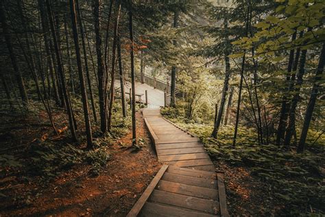 Photo Of Wooden Stairs In Forest · Free Stock Photo