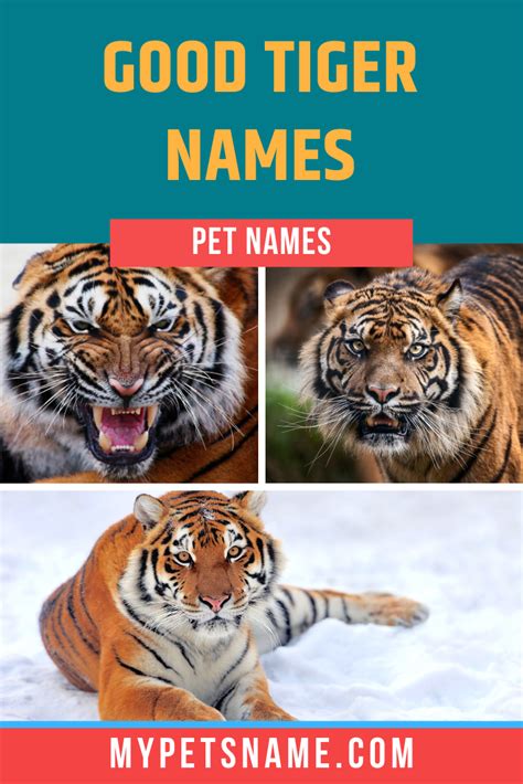 Good Tiger Names Pet Names Pet Tiger Dragon Names