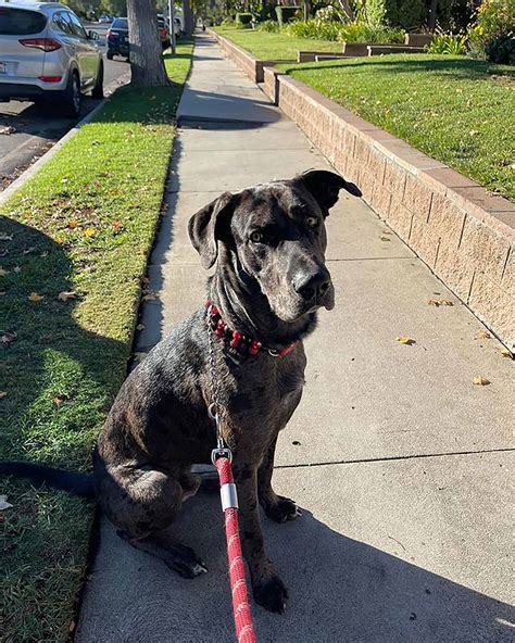 A Great Dane German Shepherd Mix The Gentle Champion