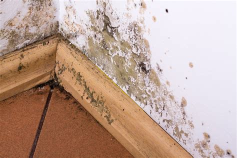 Prevention And Remediation Mold And Mildew In Basement