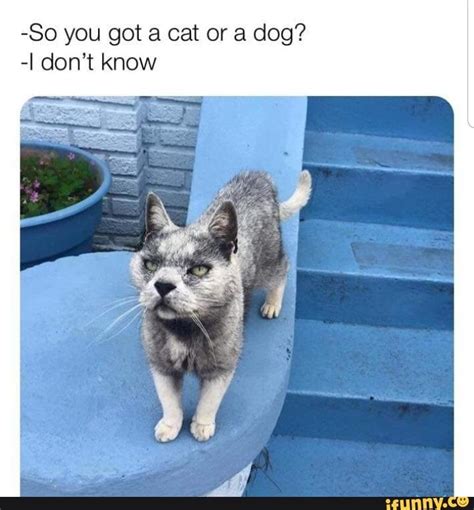 So You Got A Cat Or A Dog I Dont Know Cats Cat Memes Funny Cats