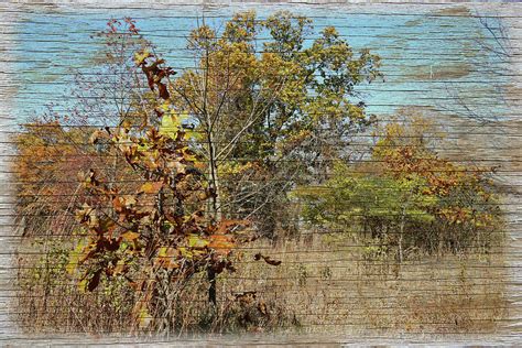 An Autumn Wood Photograph By Scott Kingery Fine Art America