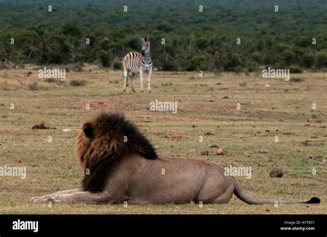 Male Lion Watching Zebra Stock Photo Alamy
