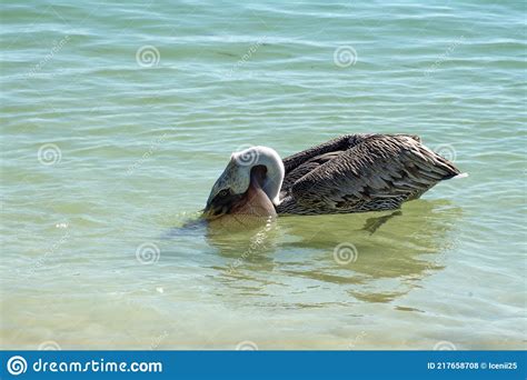 Brown Pelican Eating Fish In The Bay Stock Photo Image Of