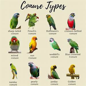 Conure Types Mutations List Of Conure