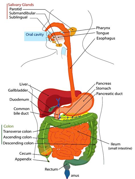 Unlabeled Digestive System Diagram Clipart Best