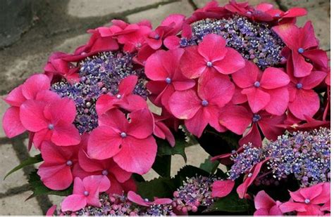 Hydrangea Flower Colors In Pink And Purple