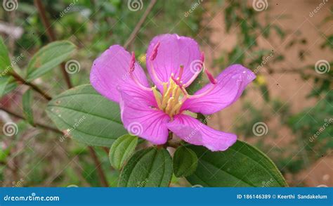 Five Petals Bovitiya Flower Blooms And Smilies Stock Image Image Of