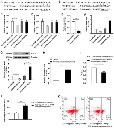 Pten Is The Target Of Mir 183 5p A And B Conserved Mir 183 5p Download Scientific Diagram