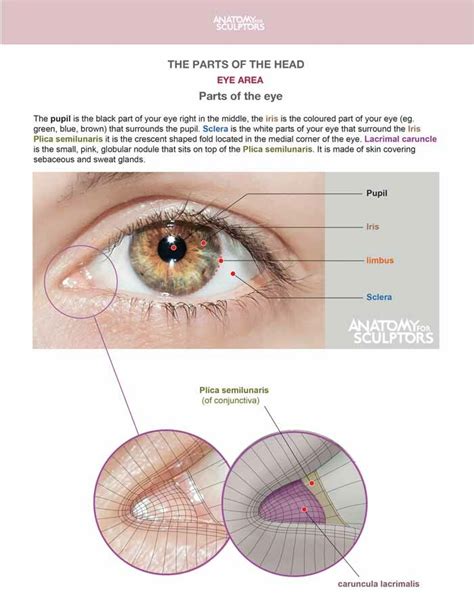 ArtStation The Eye Anatomy For Sculptors Eye Anatomy Anatomy For Artists Eye Structure