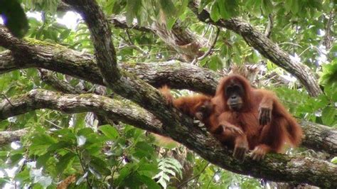 Apes Show Off Engineering Skills Orangutan Orangutan Sanctuary
