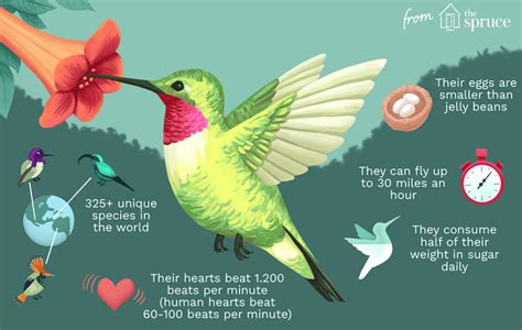 Discover 36 Fun Facts About Hummingbirds Fun Facts Hummingbird
